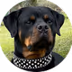 Rottweiler NFT's