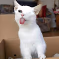 palitcat