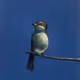Divinum Animalium