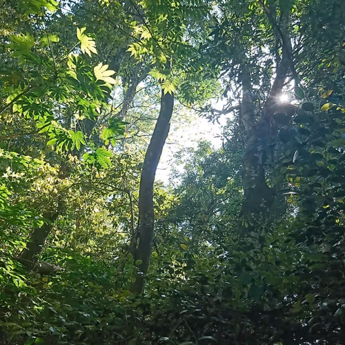 Japanese view my collection