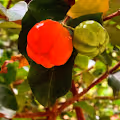 Decentralized Autonomous Acerola (2021-)