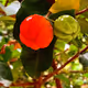 Decentralized Autonomous Acerola (2021-)