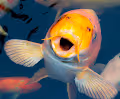April Fishes