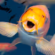 April Fishes