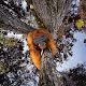 Nature TTL Photographer of the Year 2021 - old