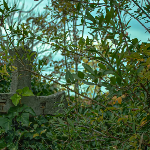 Green Graveyard - old