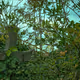 Green Graveyard - old