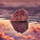 LePro Photo Editions