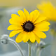 Japanese flowers photograph