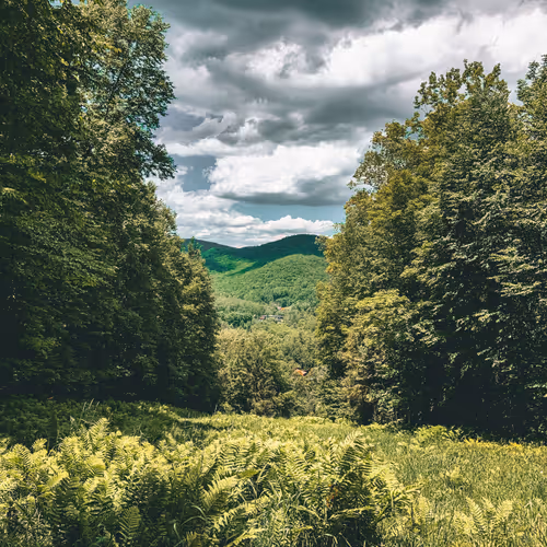 acowboyname Collection