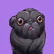 Phlegmatic Pug