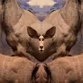 KUDU Collection #198526154