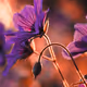 Botanical Dream