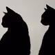 Catification: Heinrich & Otis - CryptoKittie