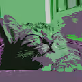 Richie The Cat