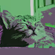 Richie The Cat