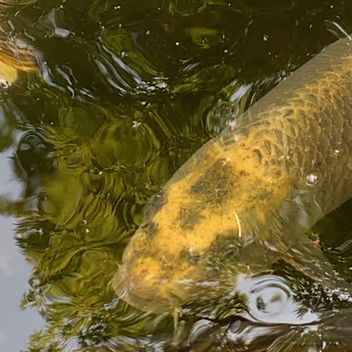 a bird that appeared on the water
