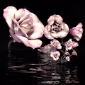 Chained Roses