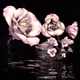 Chained Roses