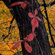 Autumn Around Me