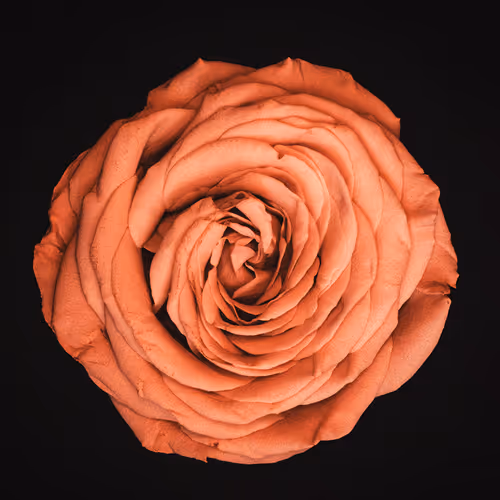 StopAndSmellTheRoses