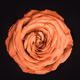 StopAndSmellTheRoses