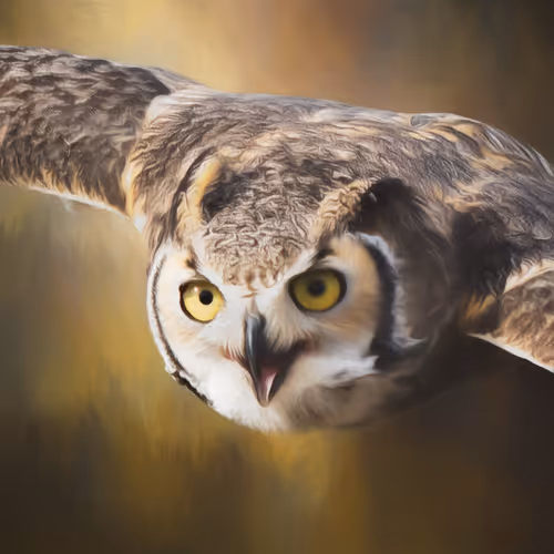 Anne McKinnell Special Editions