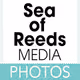 Sea of Reeds Media NFT Photos