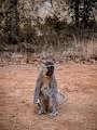 photograher without a camera