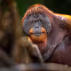 Man of the forest