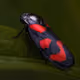 Macro - Insects - Johann Piber