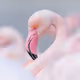 Pastel Softness
