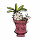 MUDDY PUNK & and Plants