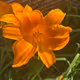 City Girl Flowers