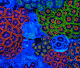 Sea of Different Colors