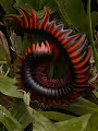 Monsters from my garden