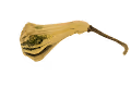 Ornamental Gourds