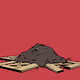 Zuki Dirt
