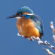 Pixel-Bird
