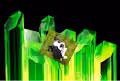 KRYPTODOGGYS