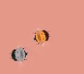Don't Bee sad - old