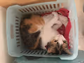 CatCradle