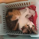CatCradle