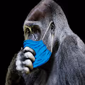 Homo No Sapiens