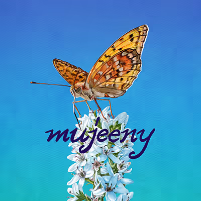 mujeeny Collection 1