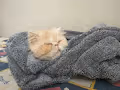 Babou's log
