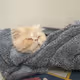 Babou's log
