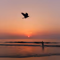Sunset Diaries