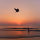 Sunset Diaries