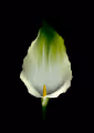 Realistic Digital flower paintings